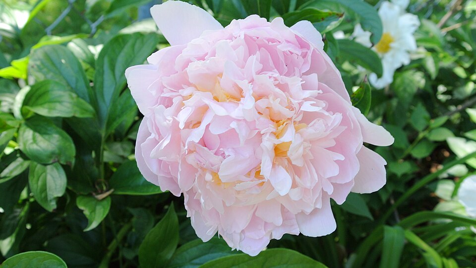 Paeonia lactiflora 'Pillow Talk' (Pillow Talk Peony)