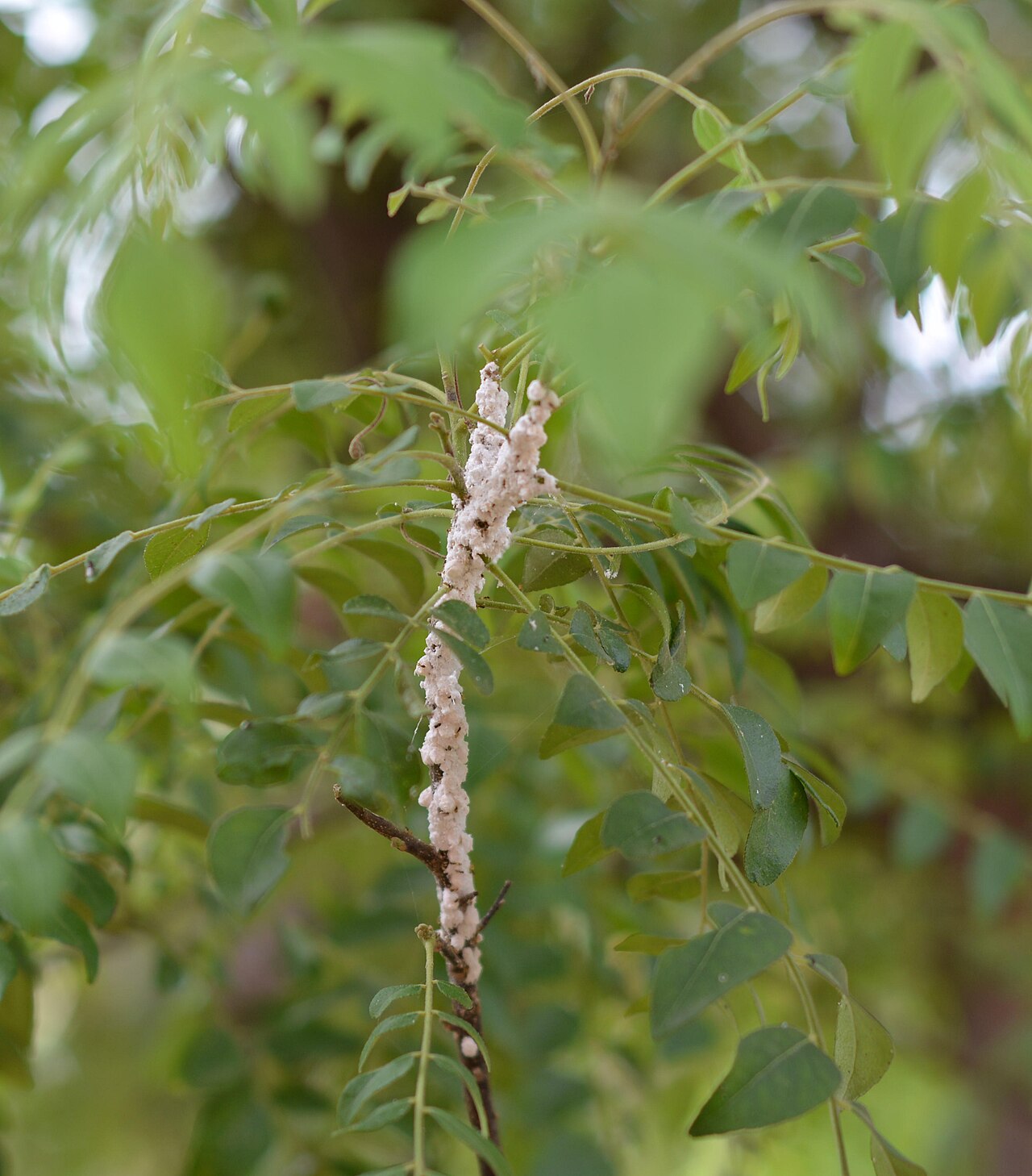 Murraya koenigii, Curry leaf tree — upright semi-evergreen (Rutaceae) (image 4 of 9)