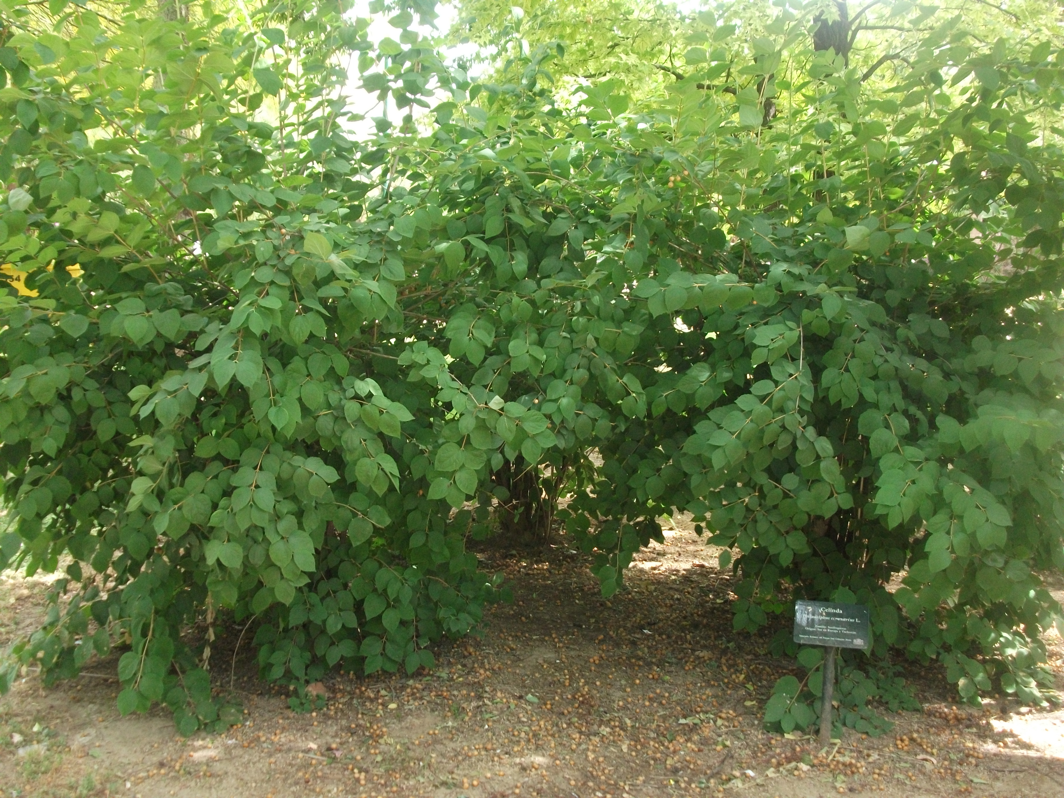 Philadelphus coronarius, Mock orange — upright deciduous (Hydrangeaceae) (image 6 of 9)