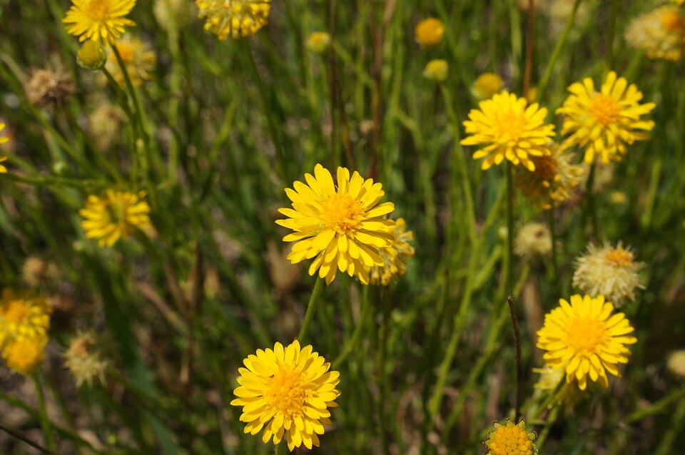 Calotis lappulacea (Bur Daisy) (alternate view 5)