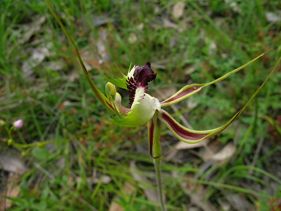 Caladenia tentaculata (eastern mantis orchid)
