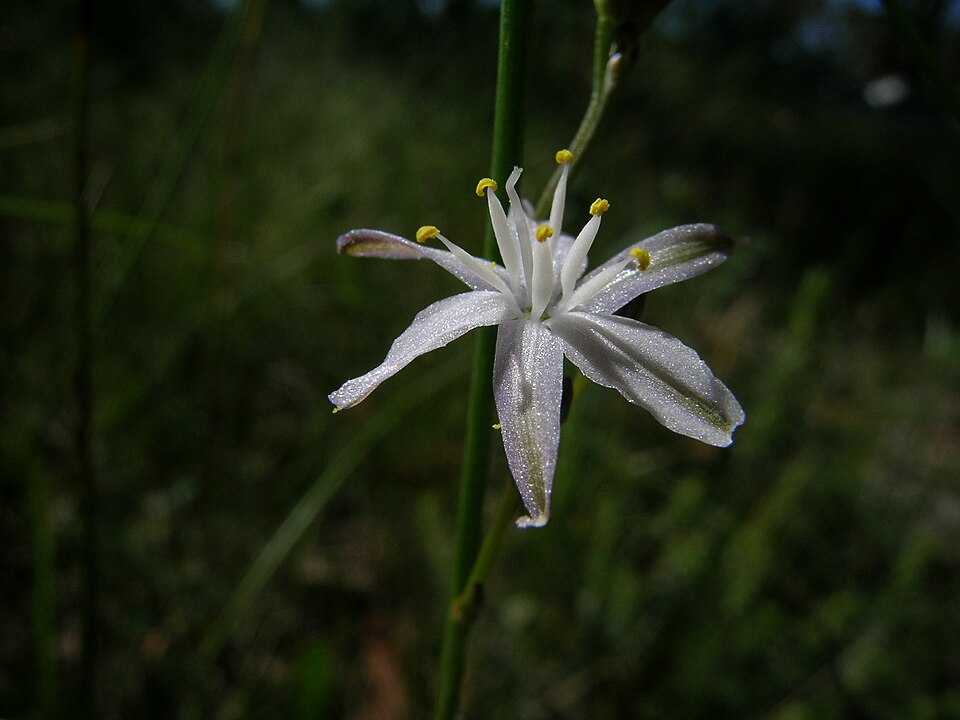 Caesia parviflora (Pale Grass Lily) (alternate view 7)