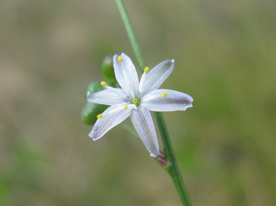 Caesia parviflora (Pale Grass Lily) (alternate view 8)