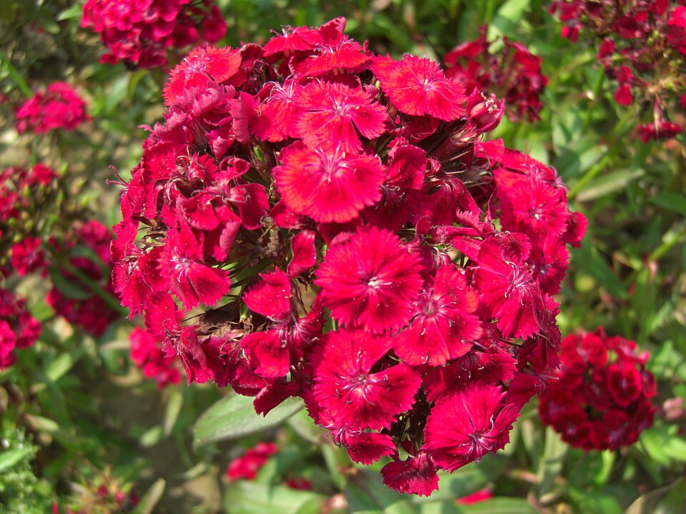 Dianthus barbatus (sweet William) (alternate view 6)