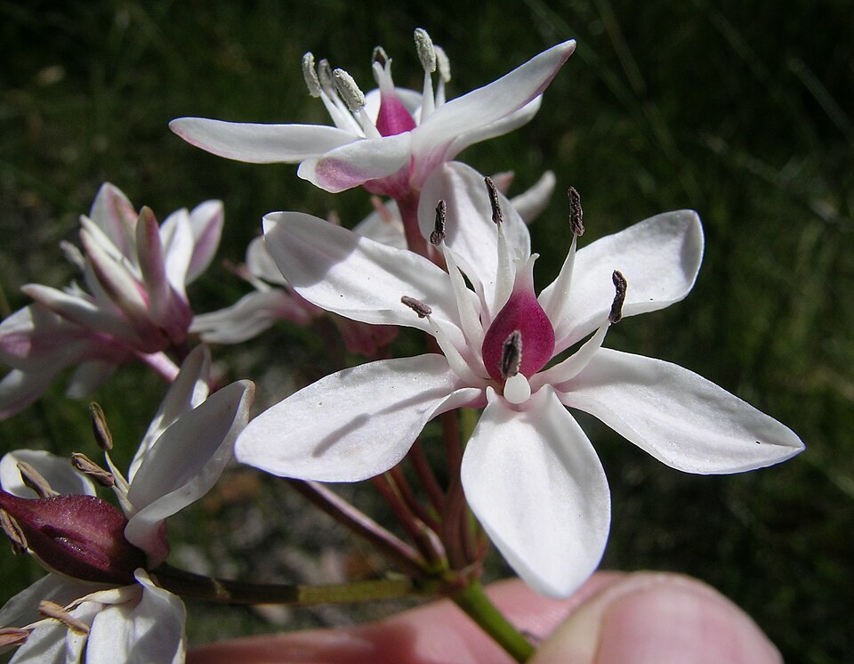 Burchardia umbellata (Milkmaids)