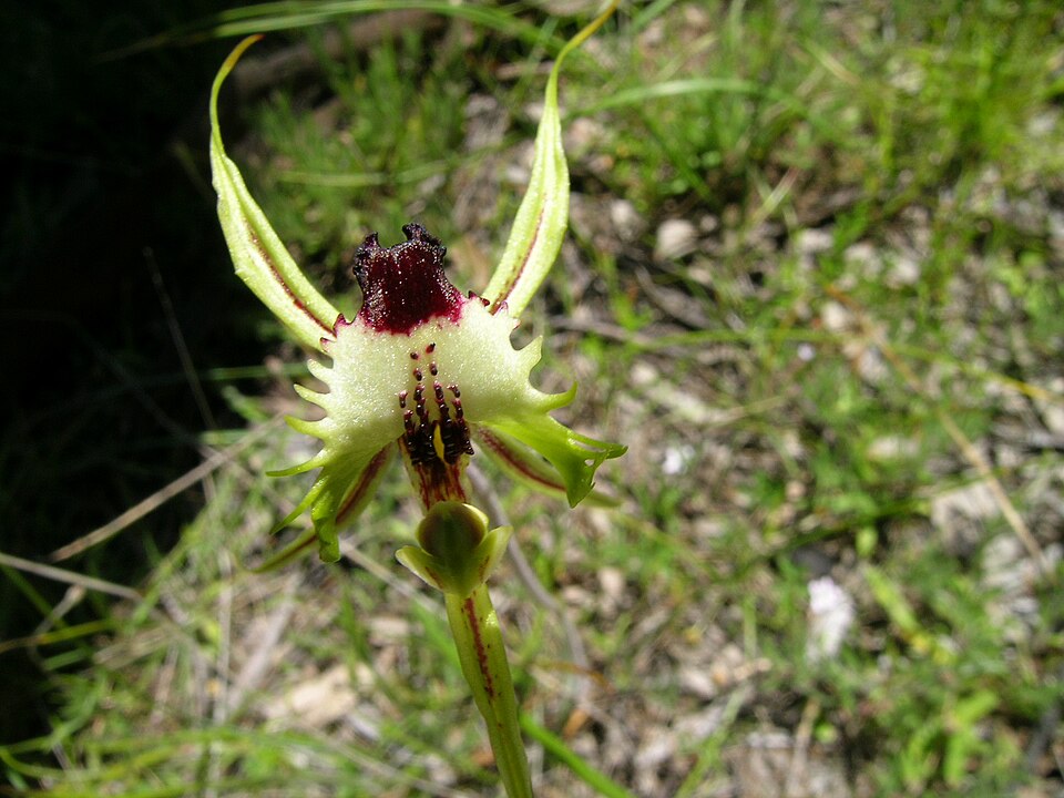 Caladenia tentaculata (eastern mantis orchid) (alternate view 2)