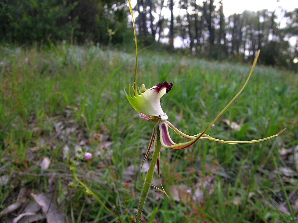 Caladenia tentaculata (eastern mantis orchid) (alternate view 3)