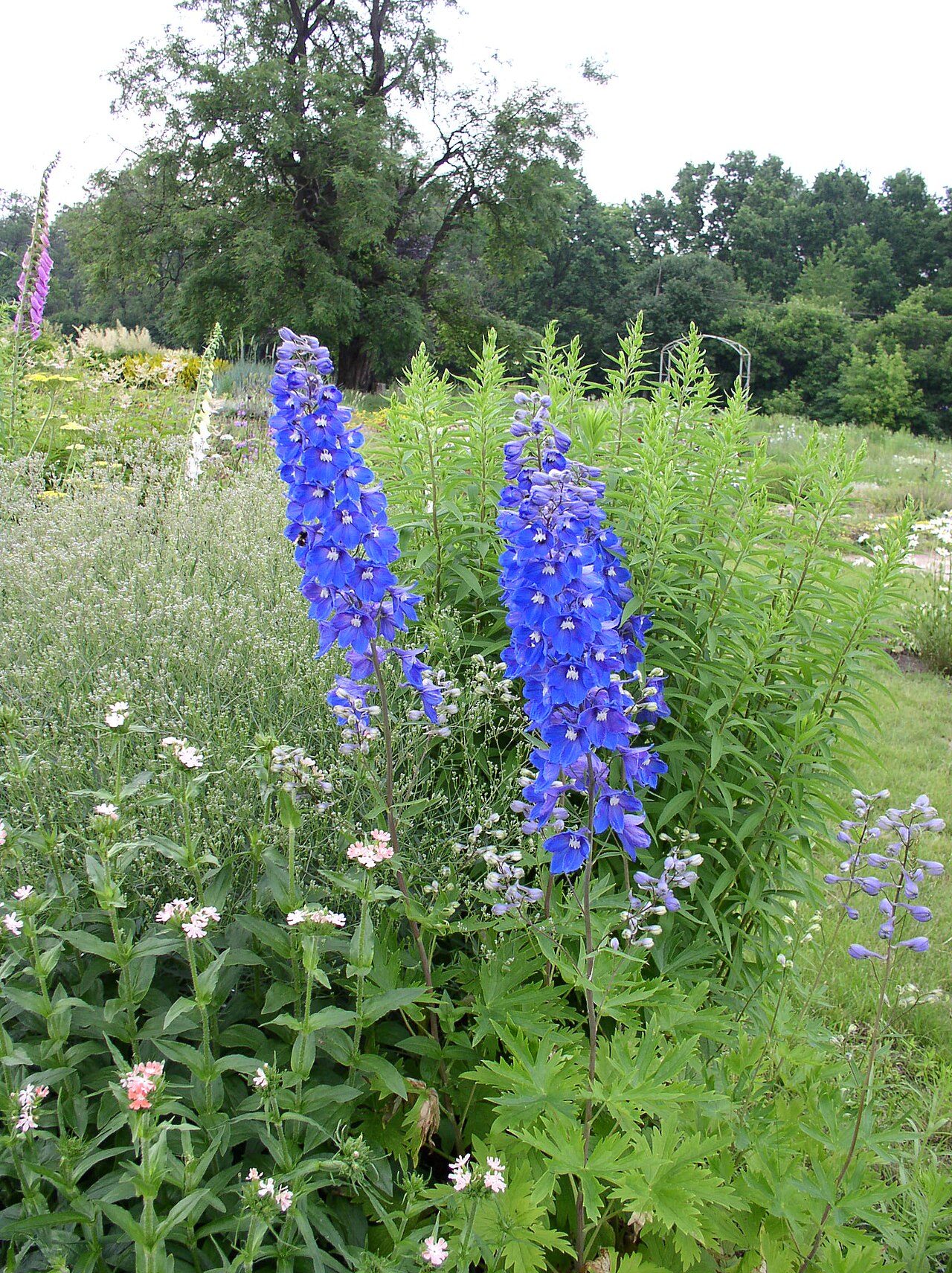 Delphinium elatum, Candle larkspur — upright deciduous (Ranunculaceae) (image 4 of 9)