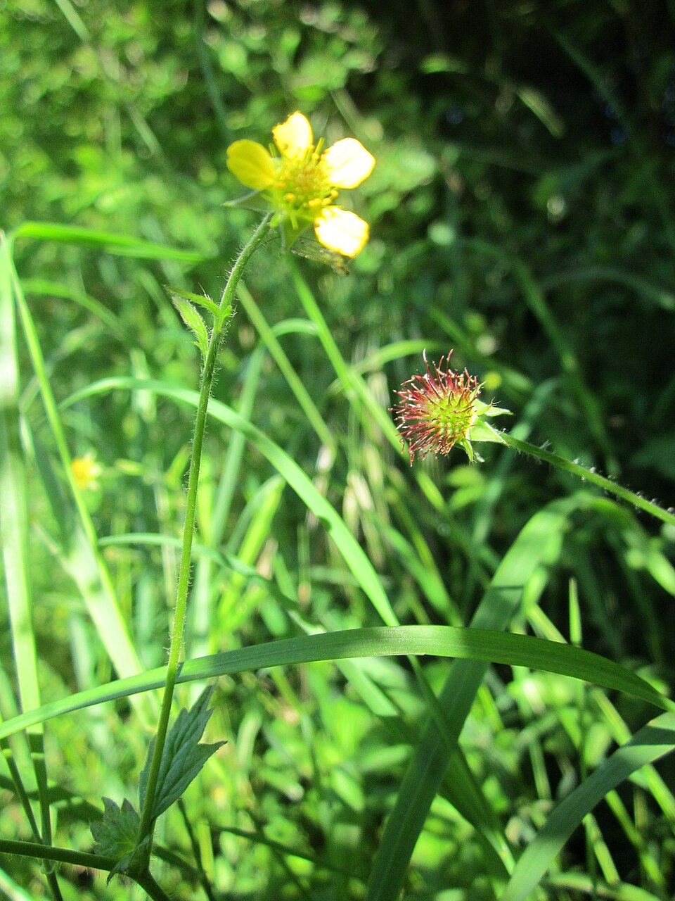 Geum urbanum (Wood Avens)
