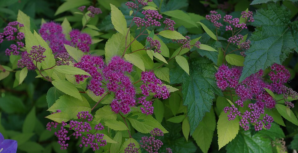 Spiraea japonica (Japanese Spirea) (alternate view 10)