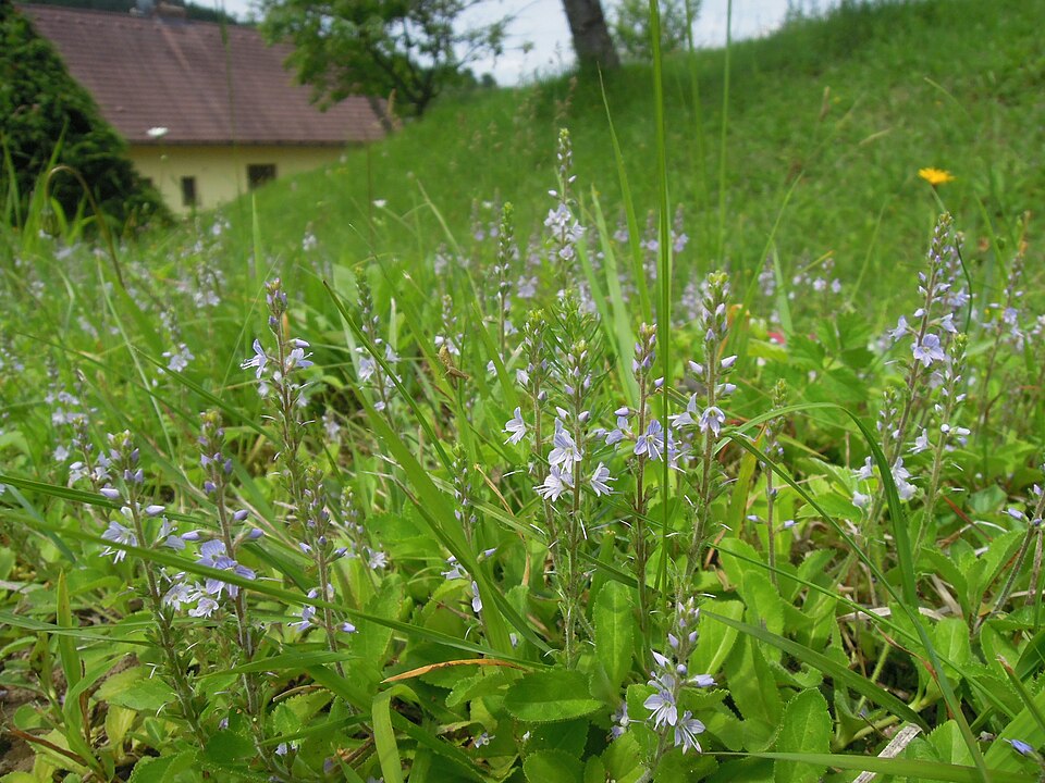 Veronica officinalis (heath speedwell)