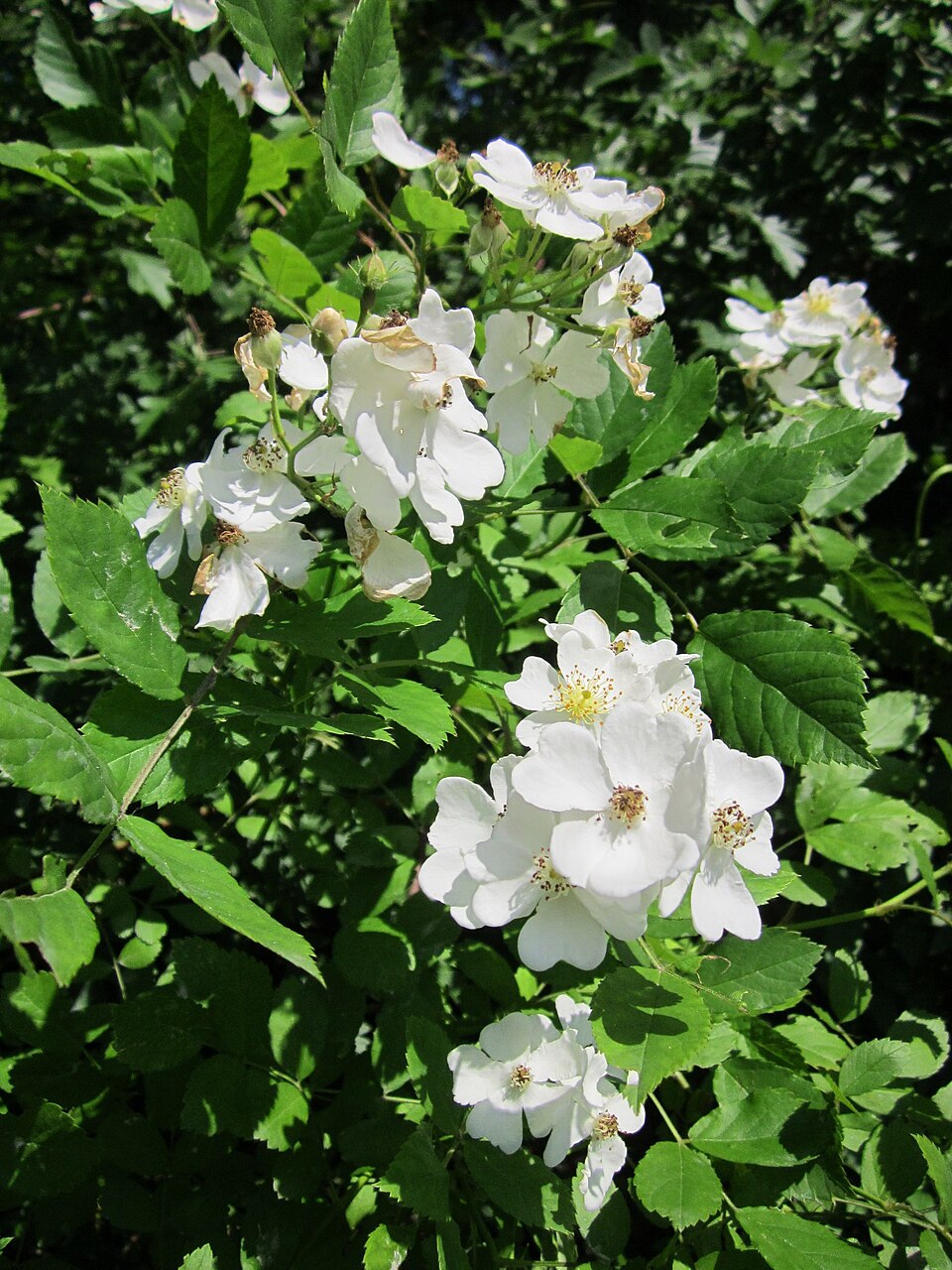 Rosa multiflora (multiflora rose)