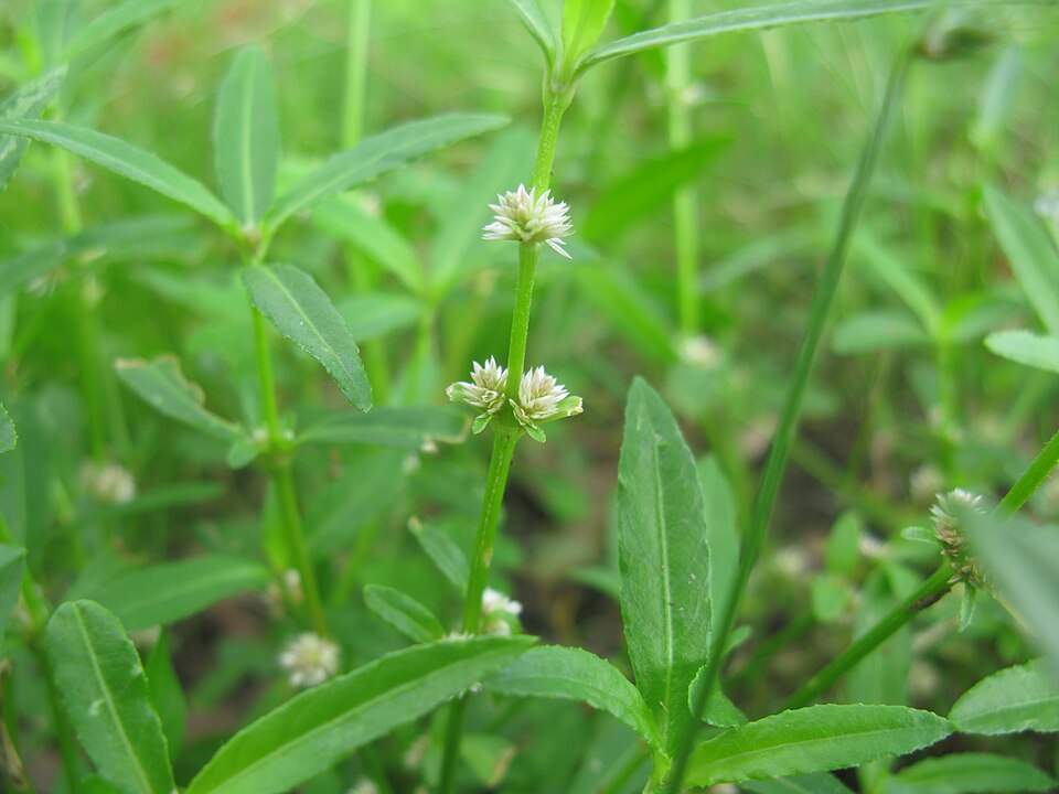 Alternanthera denticulata (Lesser Joyweed) (alternate view 6)