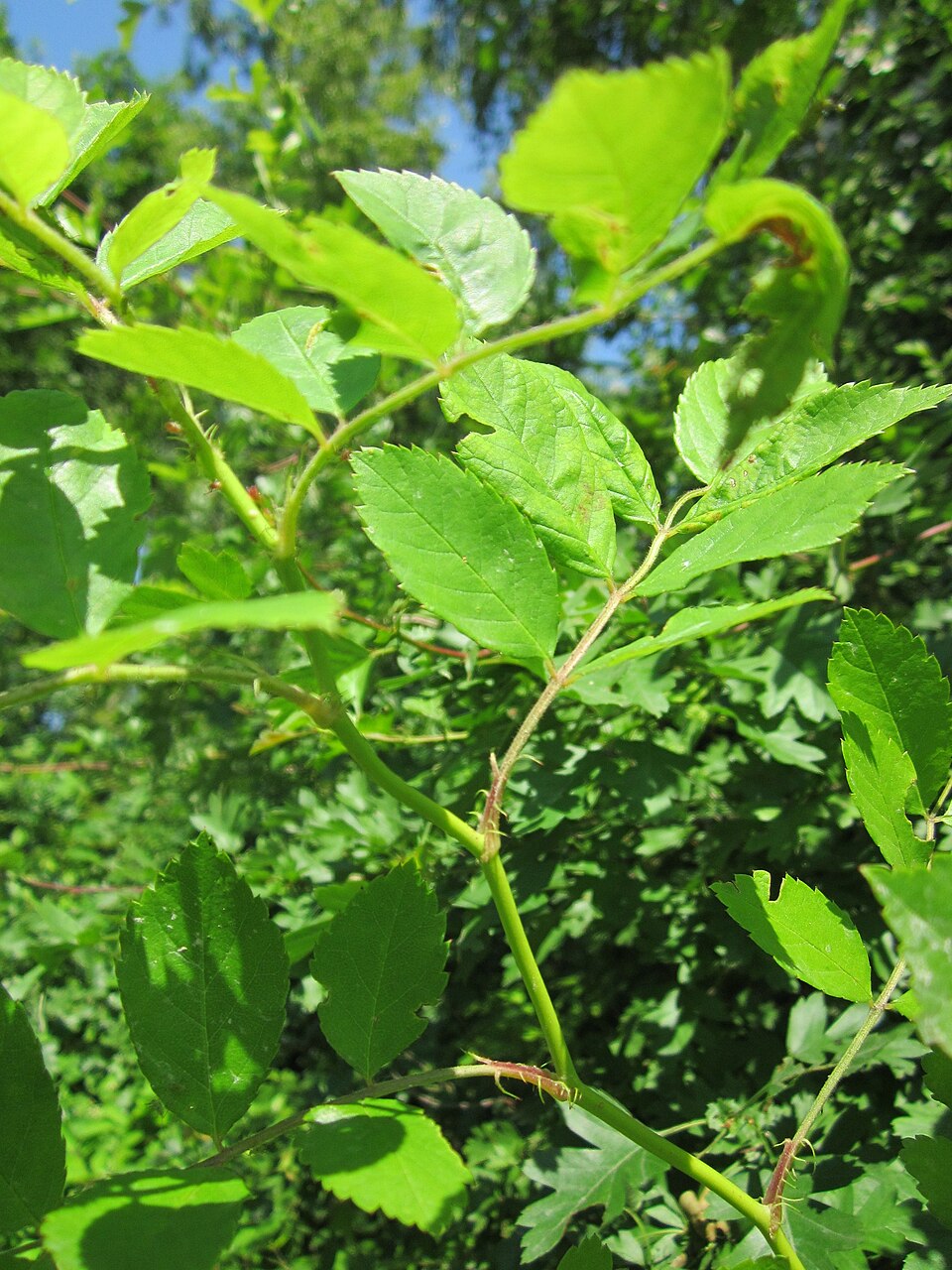 Rosa multiflora (multiflora rose)