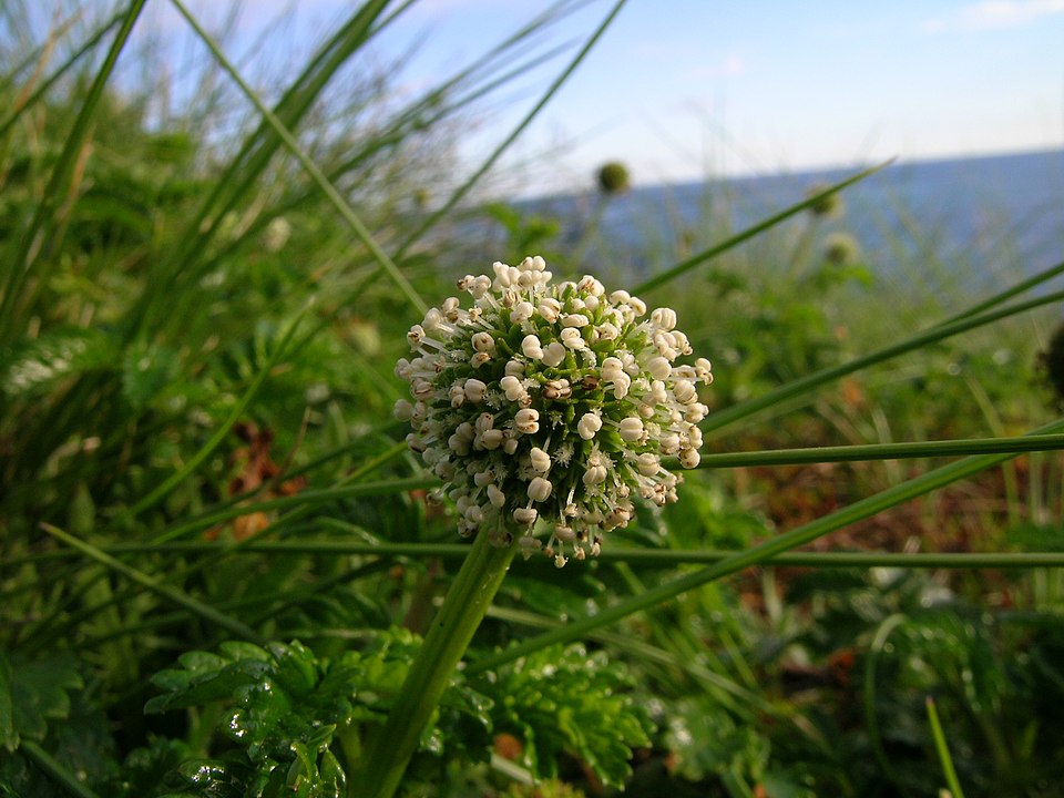 Acaena novae-zelandiae (Biddy-biddy)