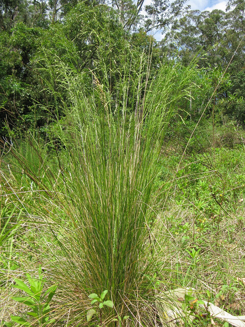 Poa labillardierei (common tussock grass) (alternate view 6)