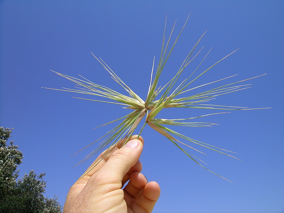 Spinifex sericeus (Beach Spinifex) (alternate view 7)