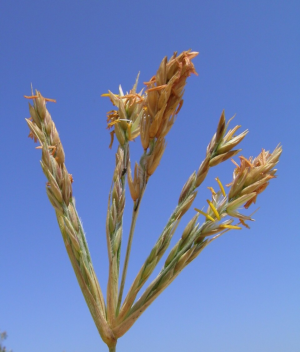 Spinifex sericeus (Beach Spinifex) (alternate view 8)