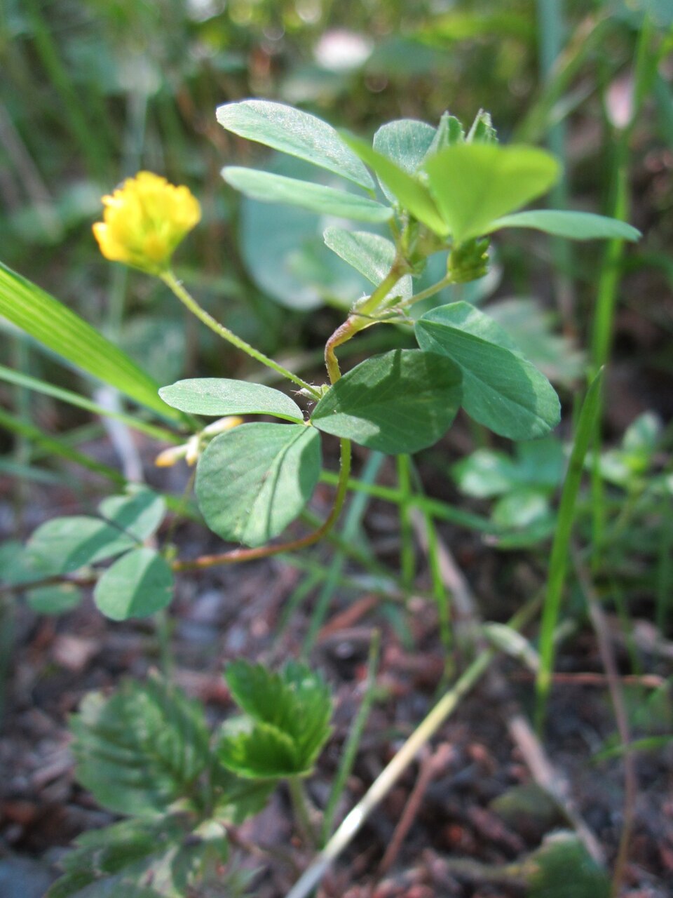 Trifolium dubium (Lesser hop trefoil)