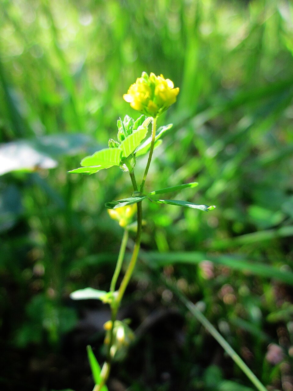 Trifolium dubium (Lesser hop trefoil)