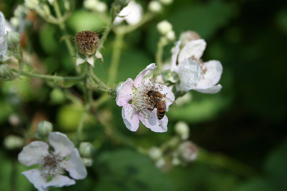 Rubus armeniacus (Himalayan blackberry) (alternate view 6)