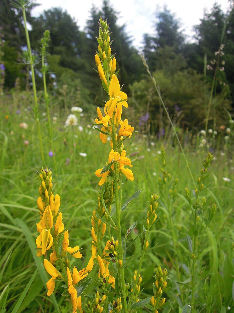 Genista tinctoria (Dyer's Greenweed)
