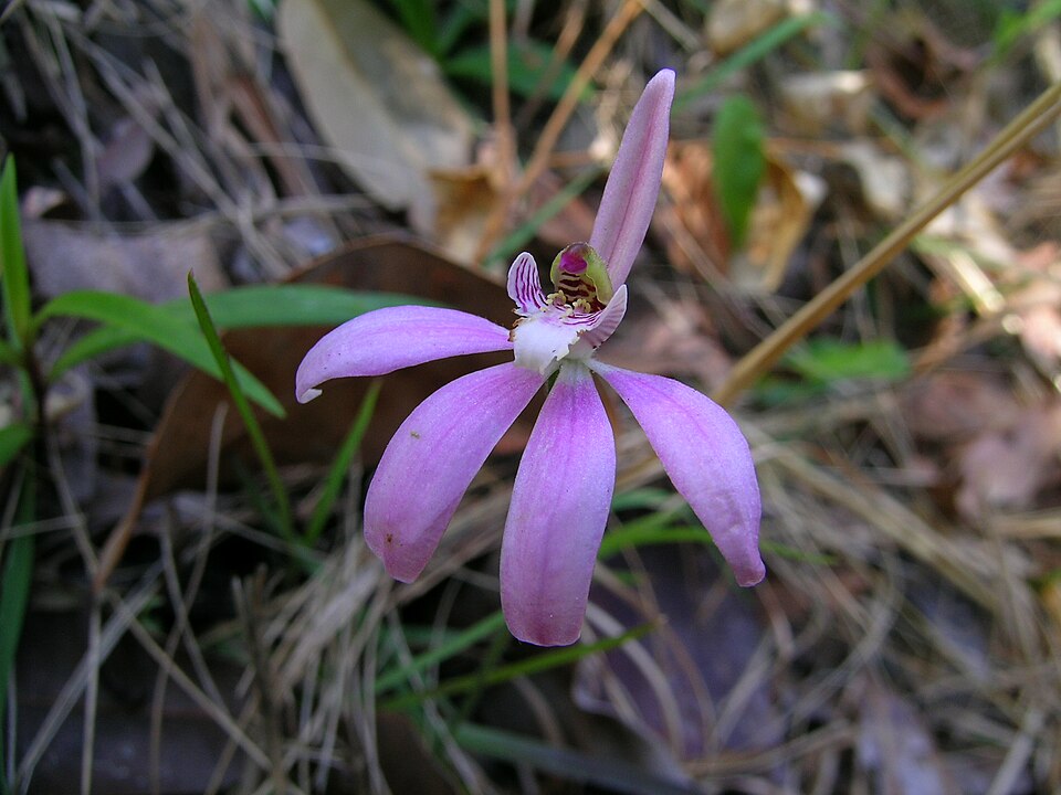 Caladenia carnea (Pink Lady Fingers) (alternate view 4)