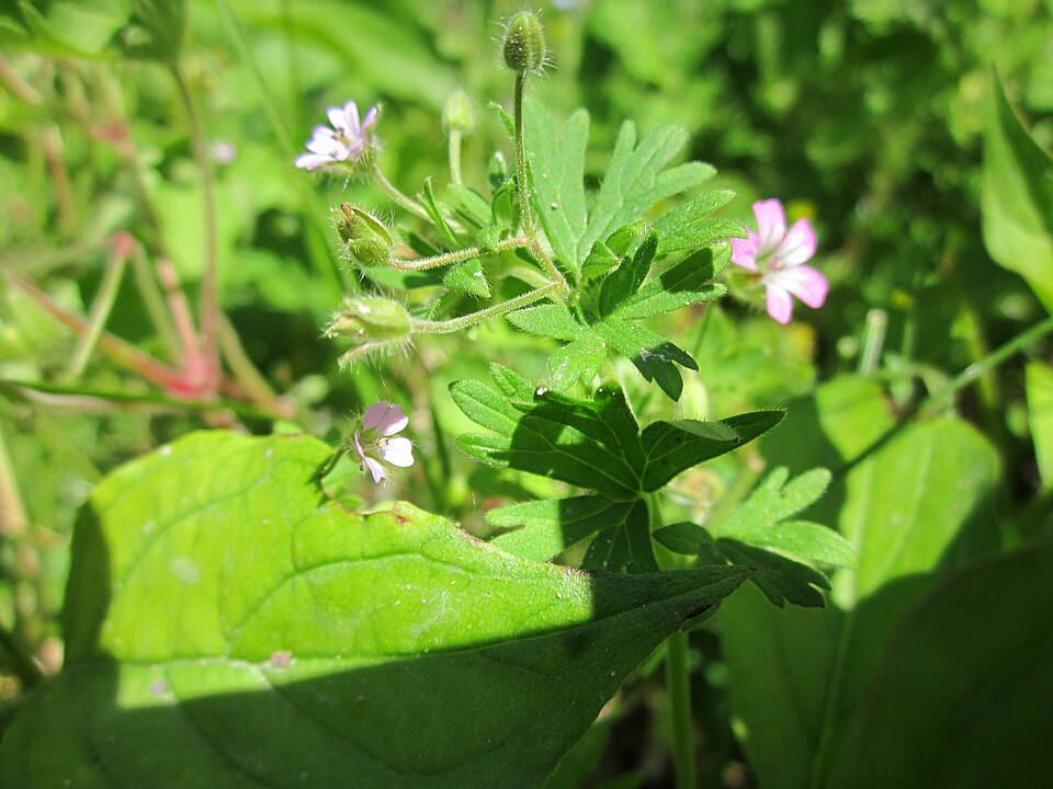 Geranium rotundifolium (Roundleaf geranium)