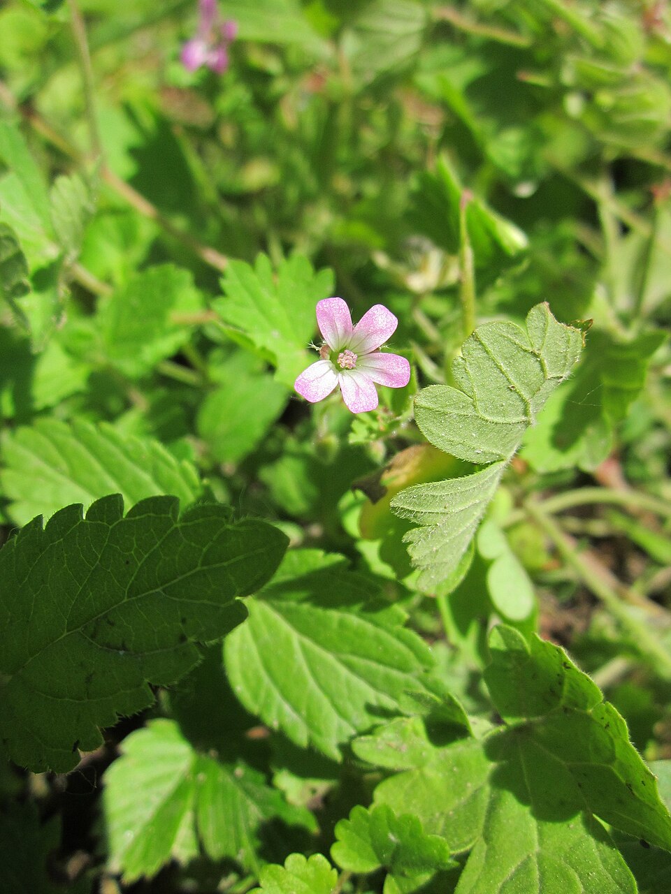 Geranium rotundifolium (Roundleaf geranium)
