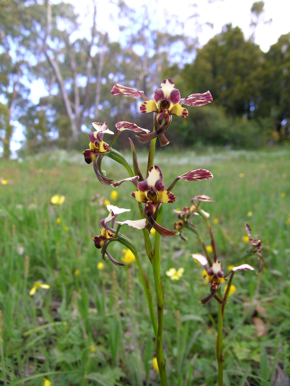 Diuris pardina (Leopard Orchid) (alternate view 3)