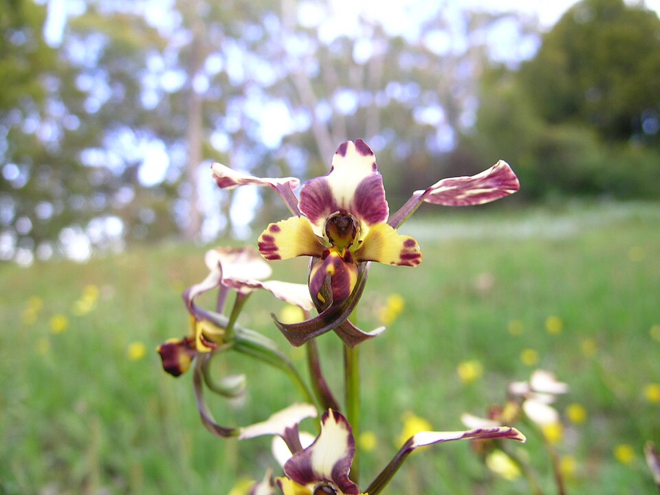 Diuris pardina (Leopard Orchid) (alternate view 4)