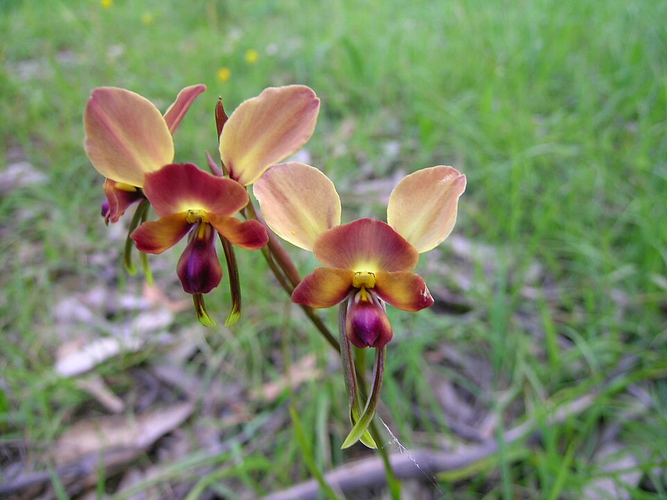 Diuris orientis (Wallflower orchid)