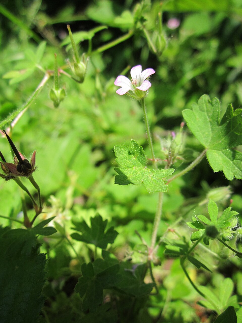 Geranium rotundifolium (Roundleaf geranium)