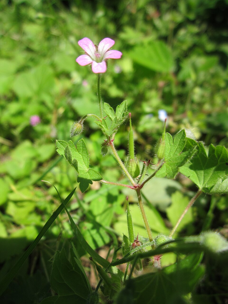 Geranium rotundifolium (Roundleaf geranium)