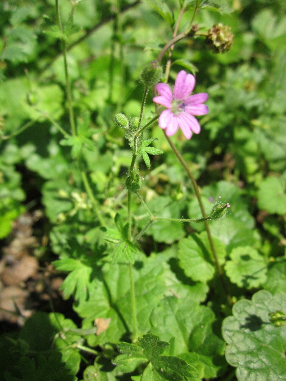 Geranium molle (dovefoot geranium) (alternate view 7)