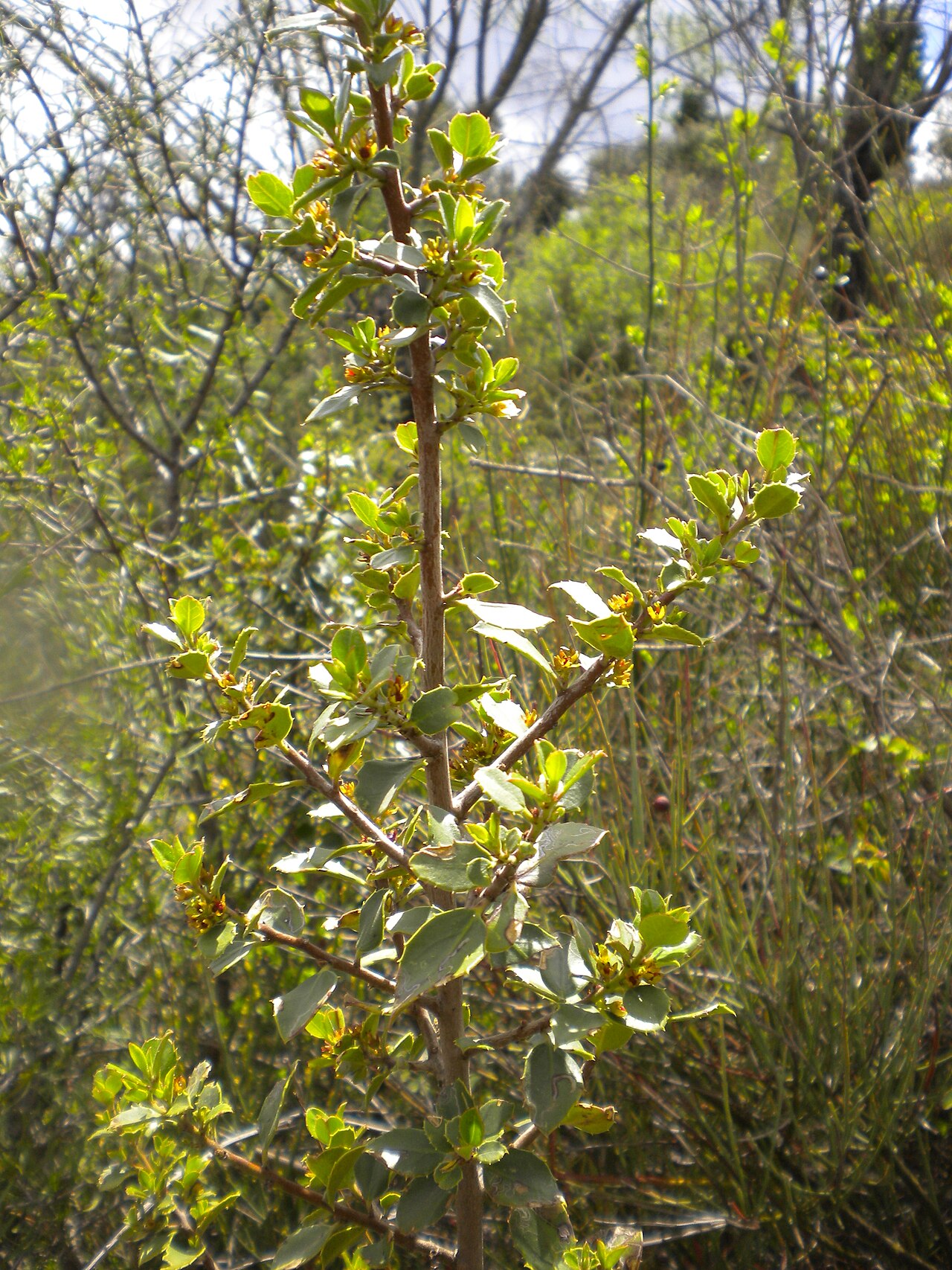 Rhamnus alaternus, Italian buckthorn — upright evergreen (Rhamnaceae) (image 7 of 8)