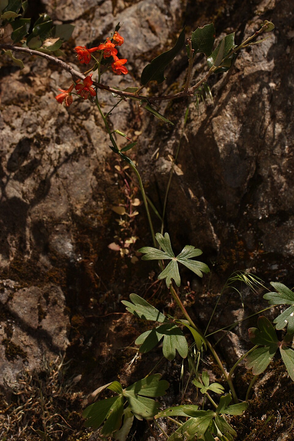 Delphinium nudicaule (Red larkspur) (alternate view 9)