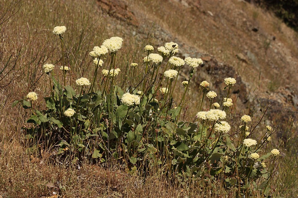 Eriogonum compositum (Arrowleaf Buckwheat) (alternate view 9)