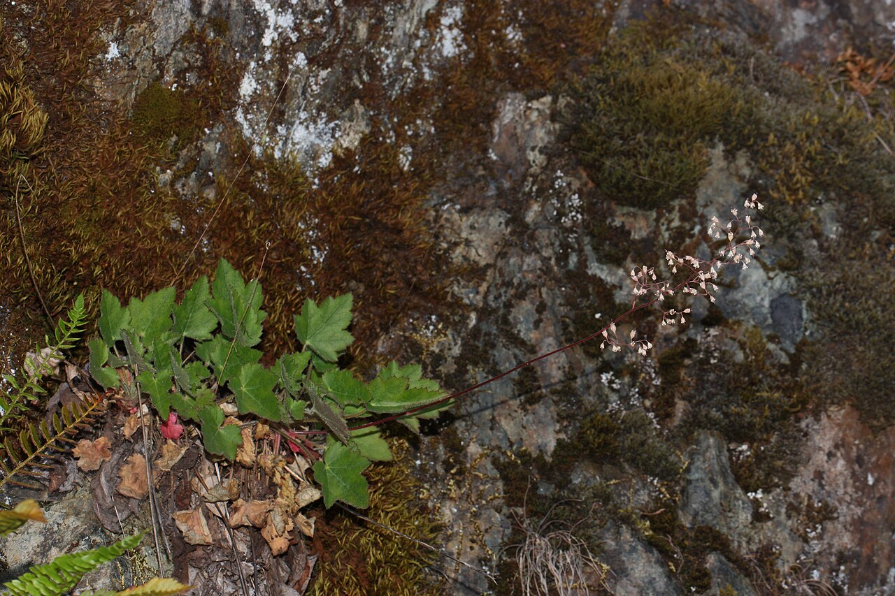 Heuchera micrantha (native heuchera)