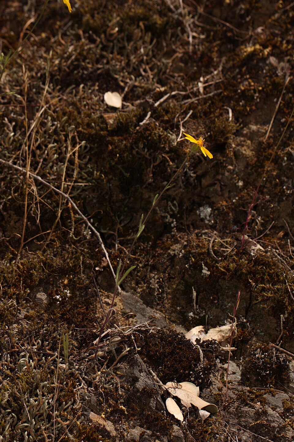 Madia elegans (Common Madia) (alternate view 5)