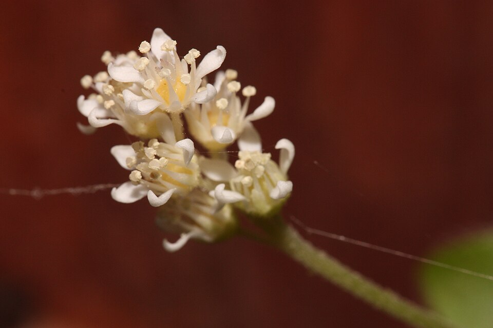 Whipplea modesta (modesty) (alternate view 7)