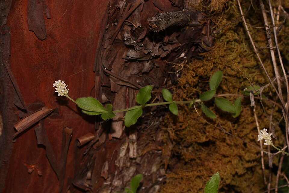 Whipplea modesta (modesty) (alternate view 8)
