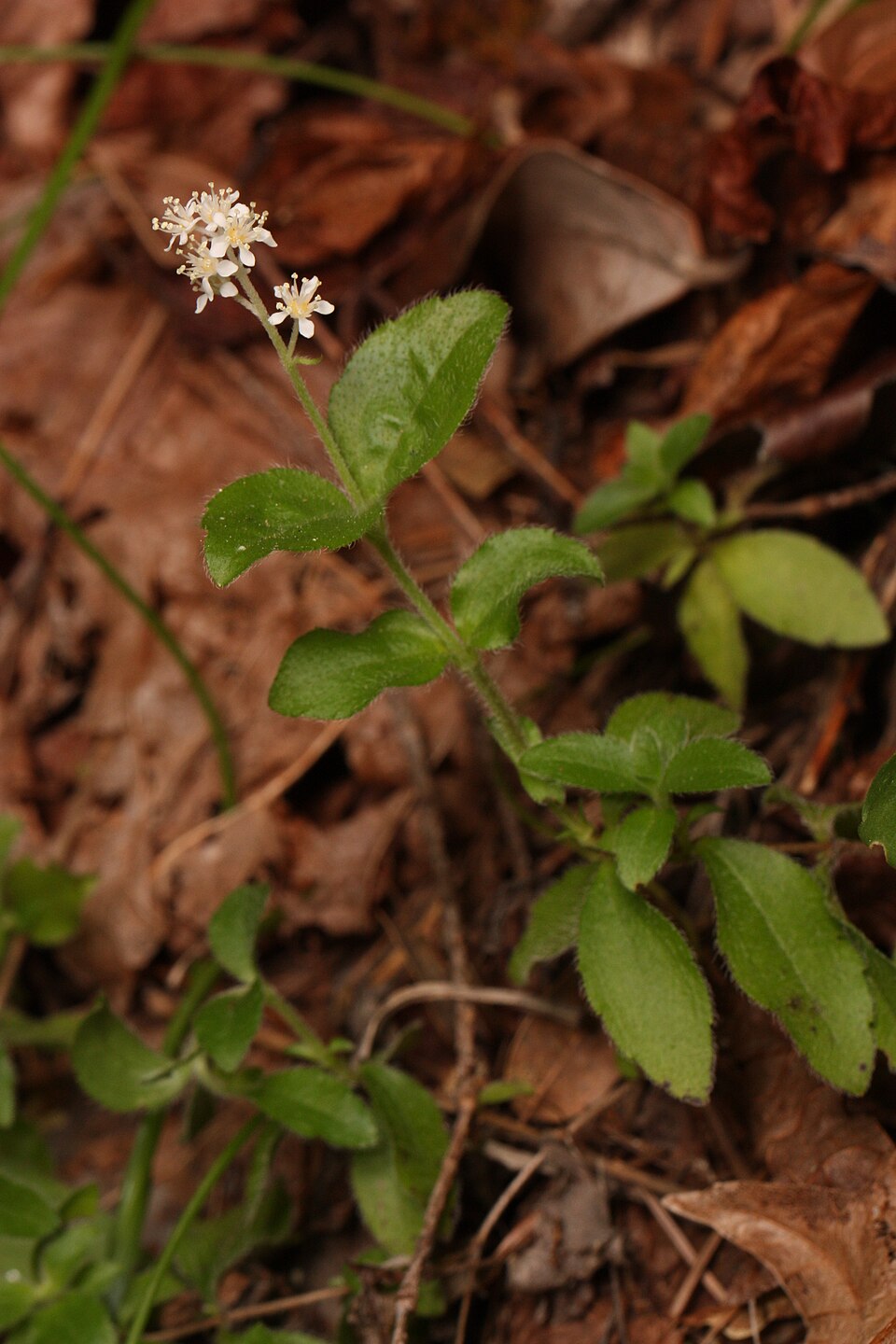 Whipplea modesta (modesty) (alternate view 9)