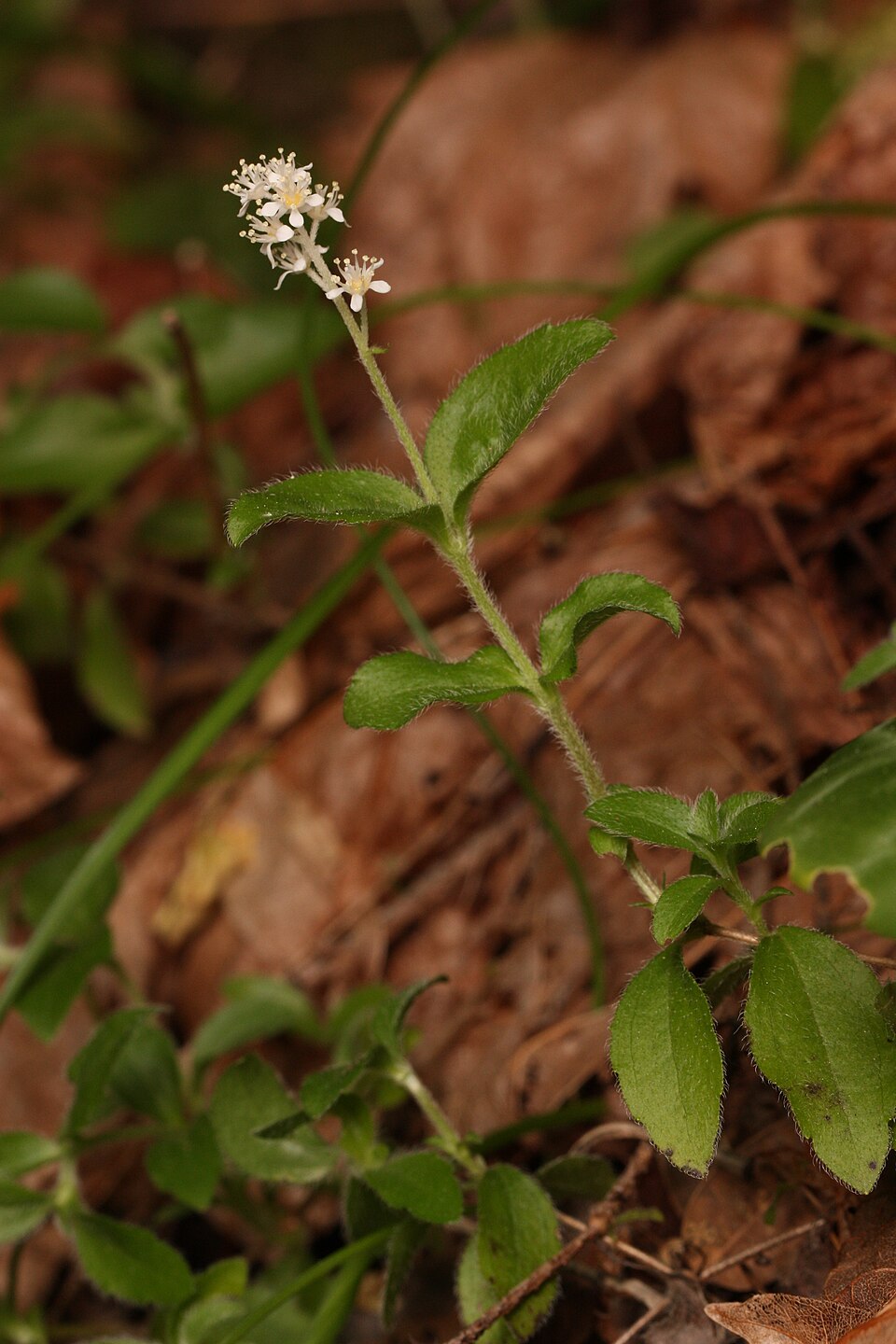 Whipplea modesta (modesty) (alternate view 10)