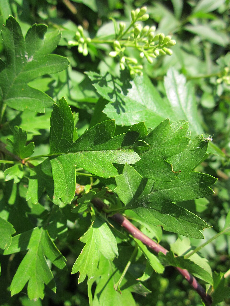 Ligustrum vulgare (common privet) (alternate view 9)