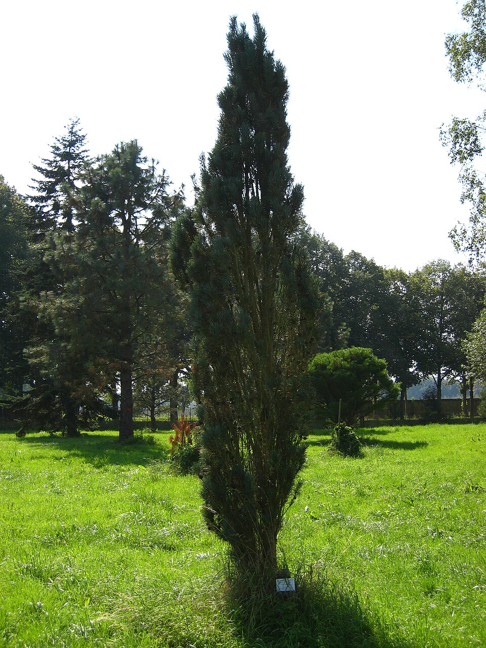 Pinus sylvestris 'Fastigiata' (Columnar Scots Pine)
