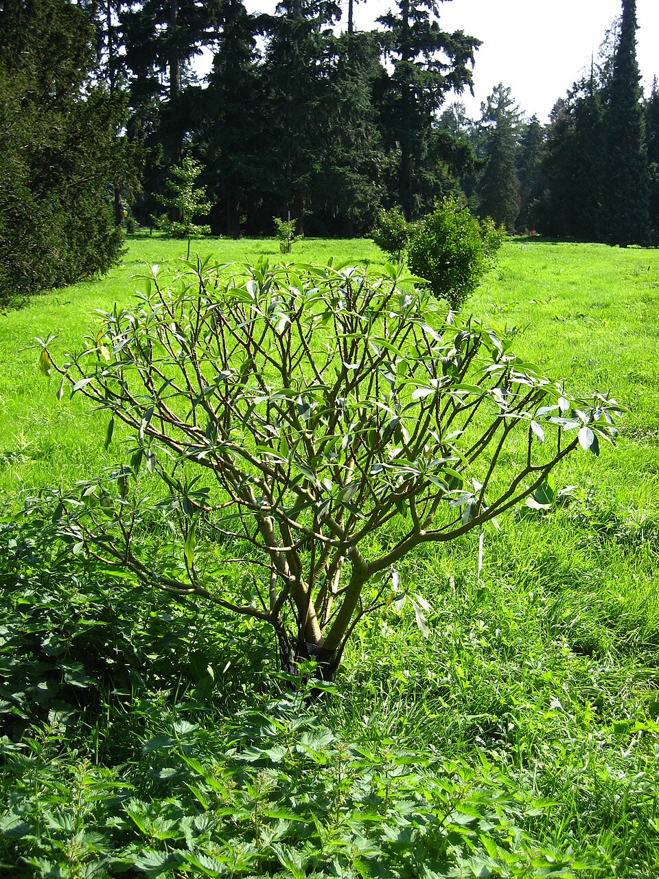 Edgeworthia chrysantha (edgeworthia, paperbush) (alternate view 7)
