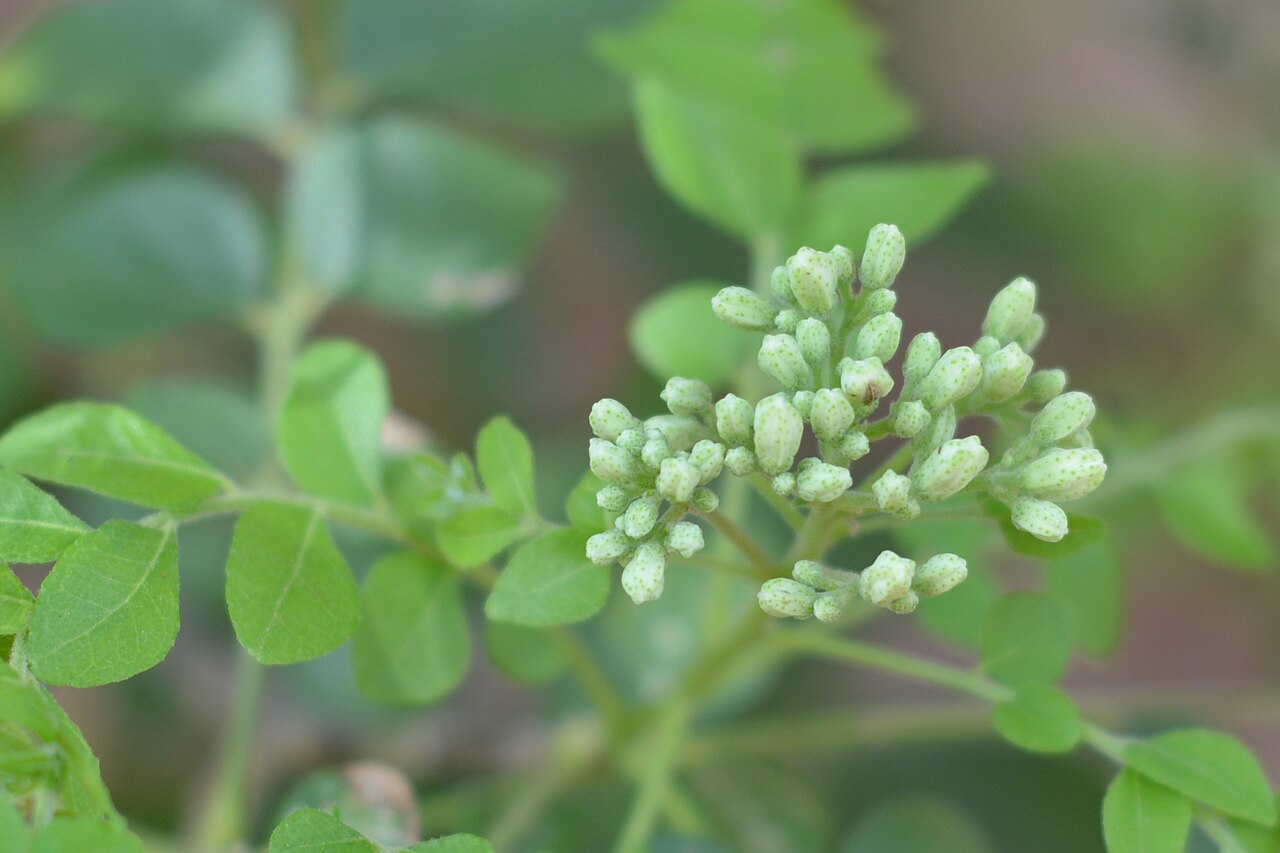 Murraya koenigii, Curry leaf tree — upright semi-evergreen (Rutaceae) (image 5 of 9)