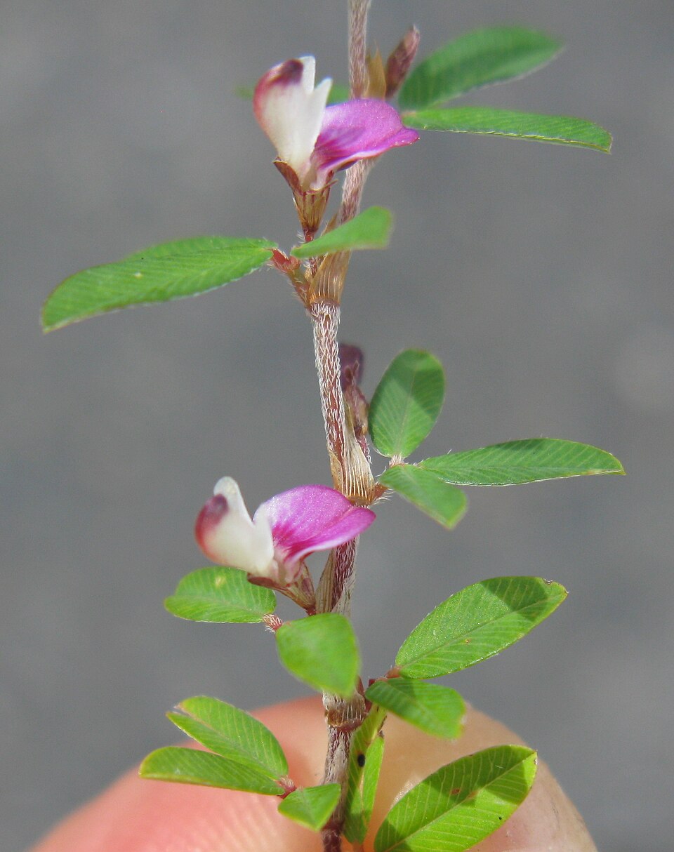 Kummerowia striata (Japanese Clover) (alternate view 8)