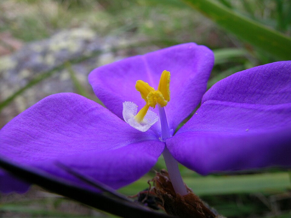 Patersonia sericea (Silky Purple Flag)